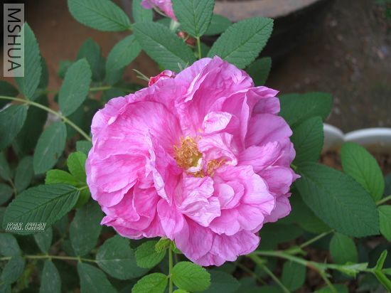 G_2521.jpg