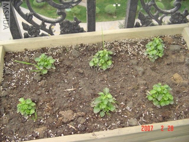 С���Ĳ�����