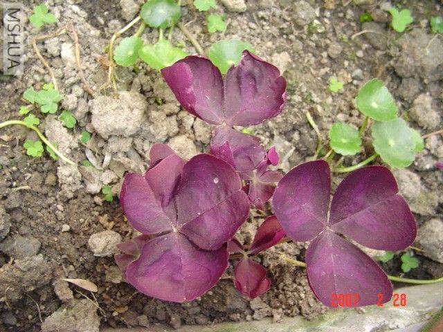 ������ѿ��