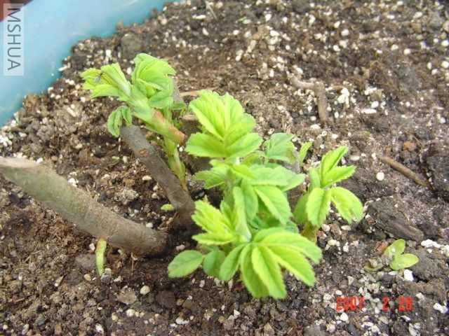 ʳ��õ�屻��Ų�˼��Σ�����һϢ������ͷ��