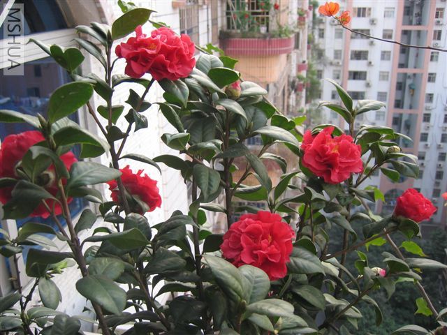 IMG_4135.jpg