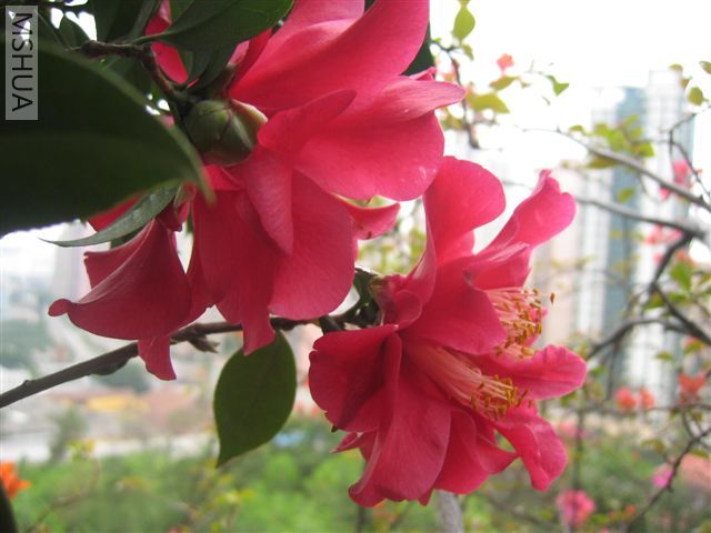 IMG_4593.jpg