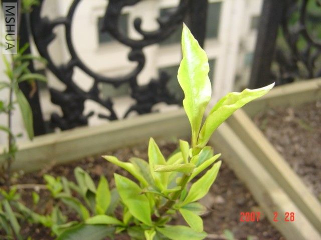 ��ѩ������ѿ