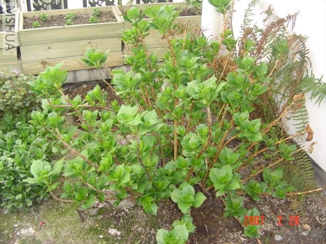 ��ѿ�������ڴ�����������