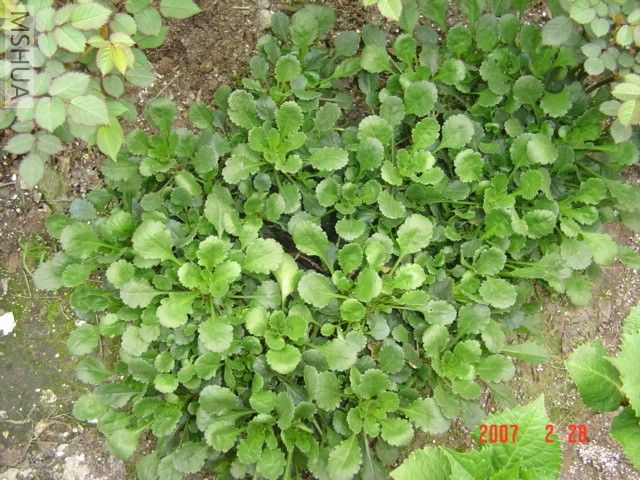 һ�ó���������ţ�۾գ��������ġ�