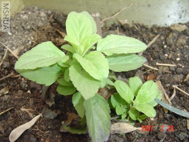 ȥ���������β��