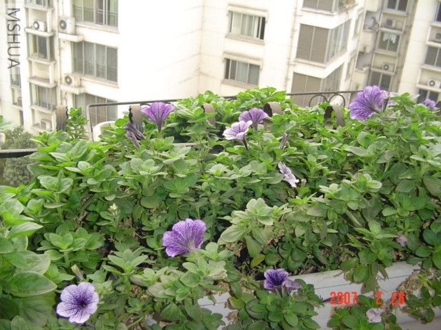 ���춼һֱ�л��ĵ�̺����