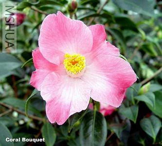 Coral%20Bouquet-xl_��С��С.jpg