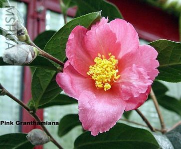 Pink%20Granthamiana2-xl_��С��С.jpg