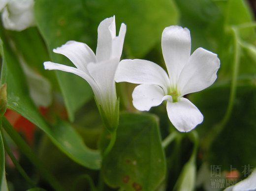 Oxalis triangularis ssp.   papilionacea
