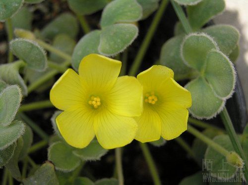 Oxalis purpurea 'Ken Aslet'-