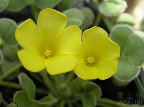 Oxalis purpurea 'Ken Aslet'-