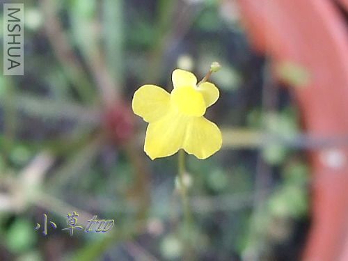 ��������Utricularia subulata-1.jpg