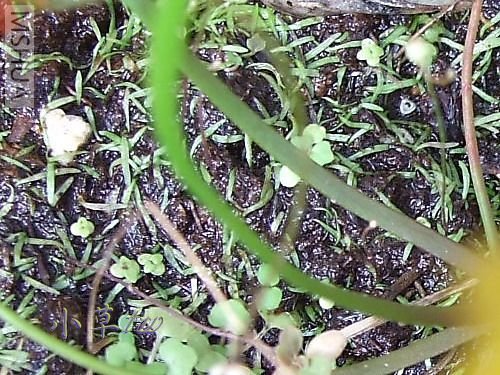 ��������Utricularia subulata-2.jpg