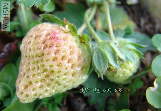 ��ݮ2-1.jpg