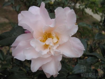 ��÷ 005_��С��С.jpg