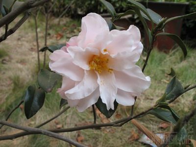 ��÷ 015_��С��С.jpg