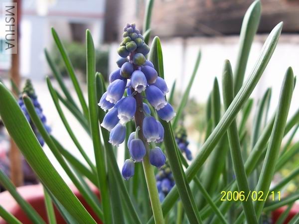 ������С 100_4008.jpg