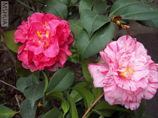 ��һ��ȫ��