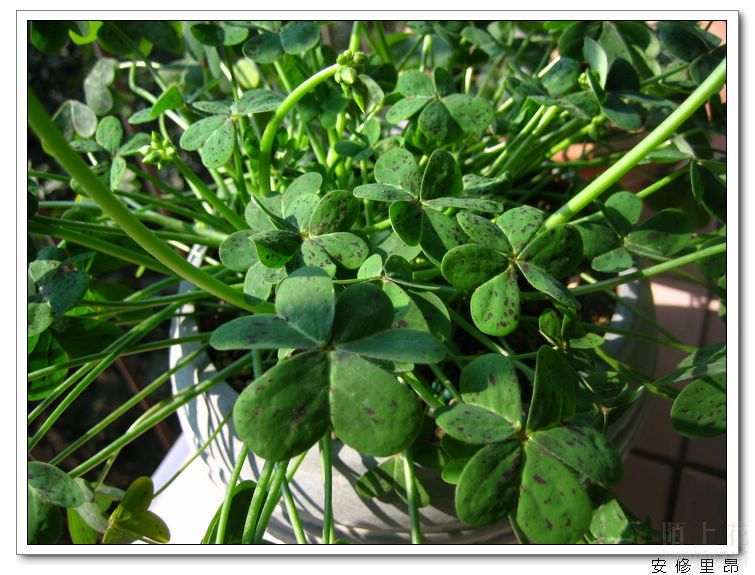 ���� (2).jpg