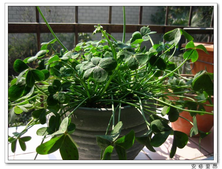 ���� (5).jpg