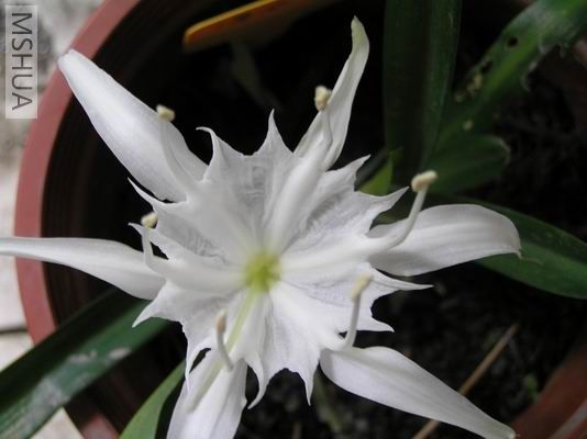 ��ˮ�� 2.JPG