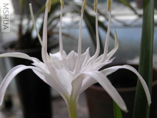 ��ˮ�� 3.JPG