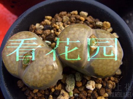 ��ʯ��-�O��(070204)02.jpg