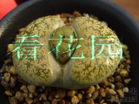 ��ʯ��-�O��(070204)01.jpg