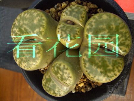 ��ʯ��-�O��(070204)09.jpg
