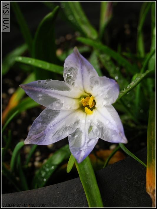 ������˪����һ��͸��