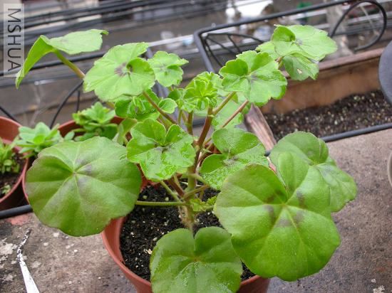 �ﲥ�����죬��֪��ɶɫ��