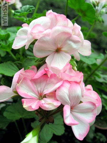 ��ת IMG_3629.JPG