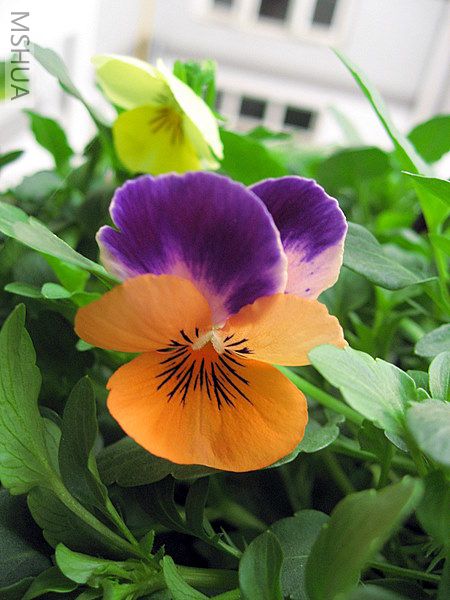 ��ת IMG_3592.JPG