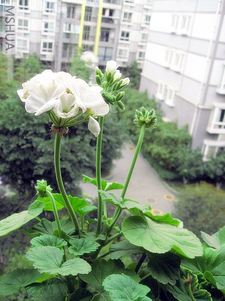 ��ת IMG_3603.JPG