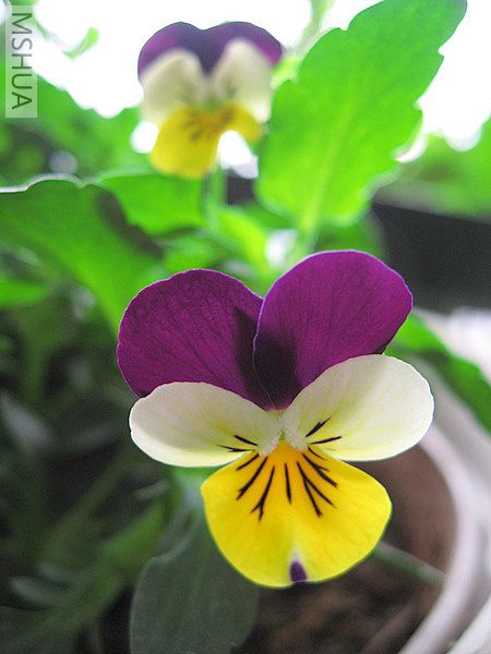 ��ת IMG_3736.JPG