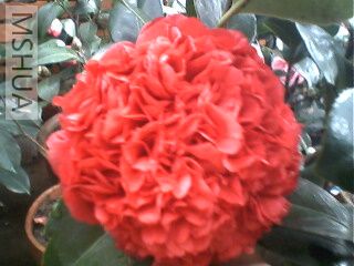 ���Ǵ�Ҷ�ϲ������һ�����������