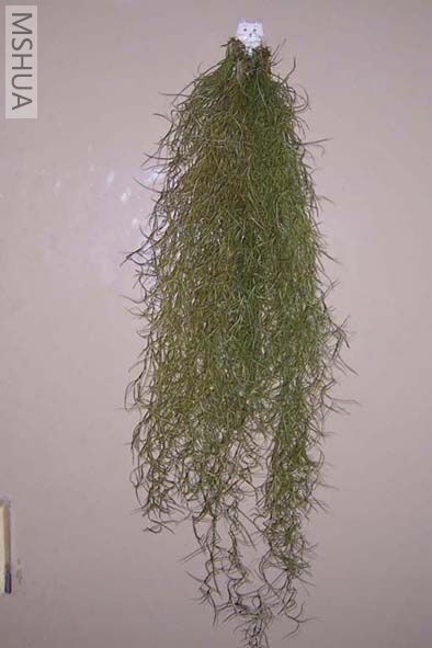 ���ܴܺ�һ�ӣ�Ū��N�òŰ����Ƿֿ���С�����е�ɣ�����һ��ˮ����ˮ�����ɫ��PL