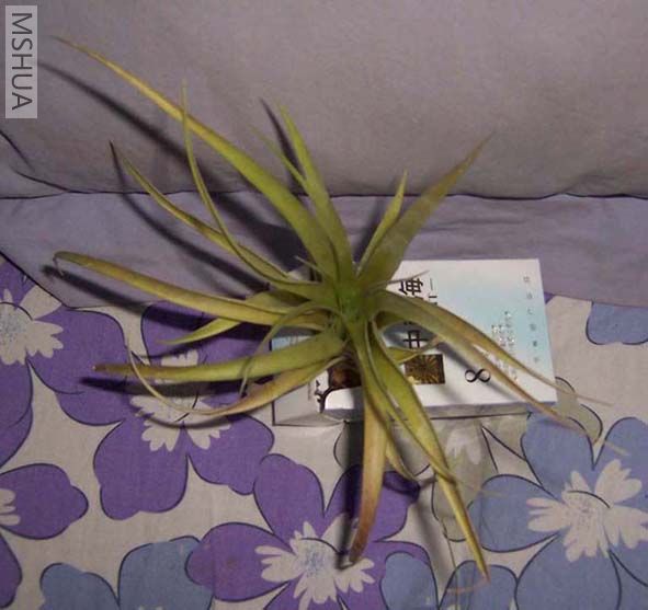 ���Ƕ̾���������������С�㣬���һƻƵģ�����֮ǰ��Ƭ�����̵ĺܽ���������