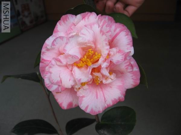 ��Ƭ 060.jpg