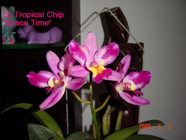 Lc.Tropical Chip  -1.JPG