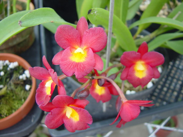 Ctna.Why Not-1(3).JPG