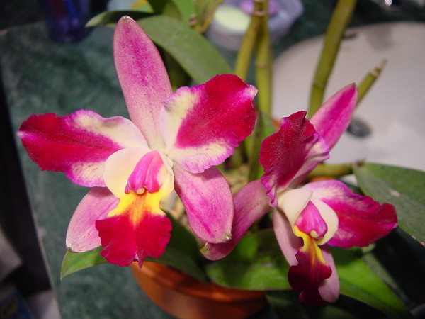 Lc.Tropical Chip-2 .JPG