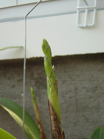 Dial.Snowflake  Lc.Mildred Rives-3 .JPG