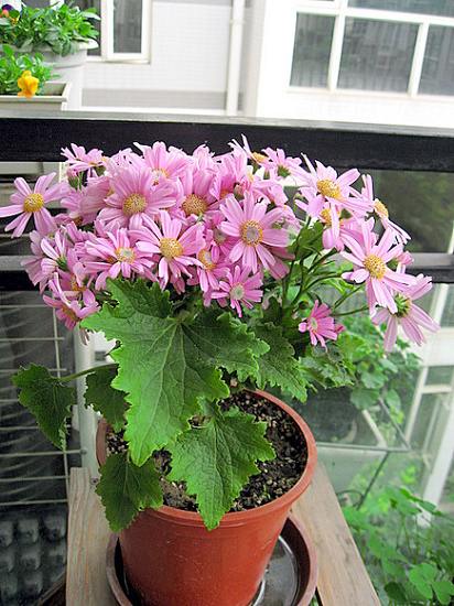 ��ת IMG_3589.JPG