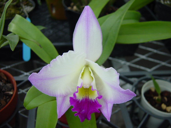 Dial.Snowflake  Lc.Mildred Rives-1 .JPG