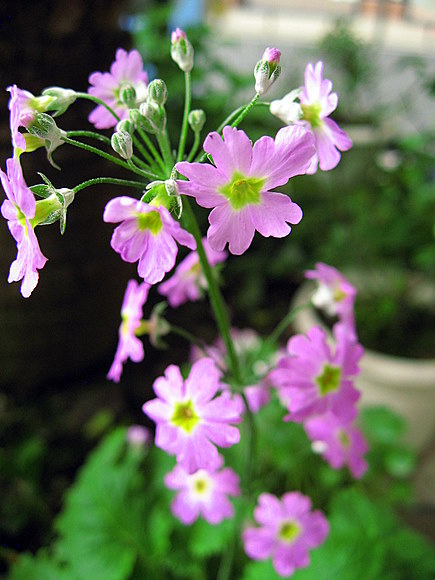 ��ת IMG_3586.JPG