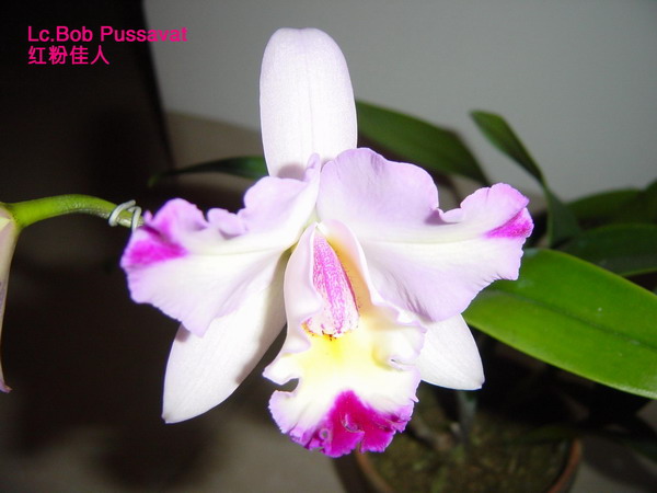 Lc.Bob Pussavat(�t�ۼ���)-1.JPG