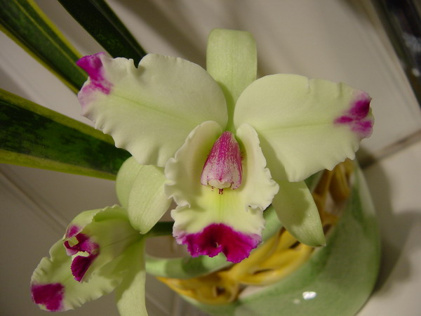 Lc.Bob Pussavat(�t�ۼ���)-3.JPG