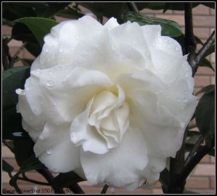 nEO_IMG_107_0775.jpg